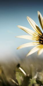 Plants,Flowers