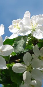 Plants,Flowers