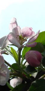 Plants,Flowers