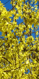 Plants,Flowers