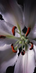 Plants,Flowers