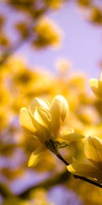 Plants,Flowers