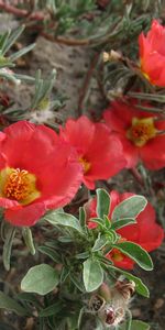 Plants,Flowers