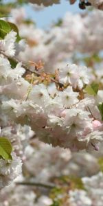 Plants,Flowers