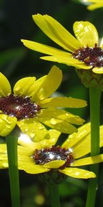 Plants,Flowers