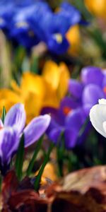 Plants,Flowers