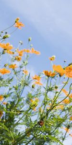 Plants,Flowers