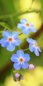 Plants,Flowers