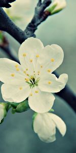 Plants,Flowers