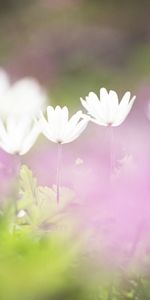 Plants,Flowers