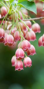 Plants,Flowers