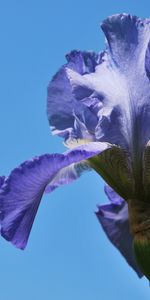 Plants,Flowers