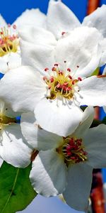 Plants,Flowers