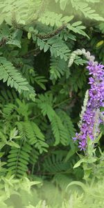 Plants,Flowers