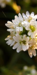 Plantas,Flores