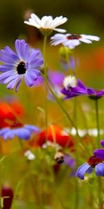 Plants,Flowers