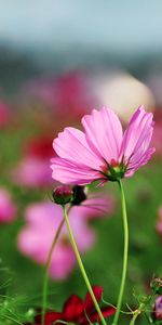 Plants,Flowers