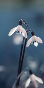 Plants,Flowers