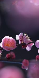 Plants,Flowers