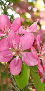 Plants,Flowers