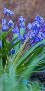 Plants,Flowers