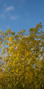 Plants,Flowers