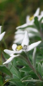 Plants,Flowers