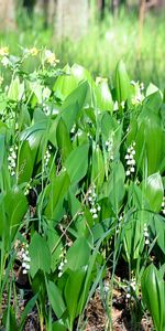 Plants,Flowers