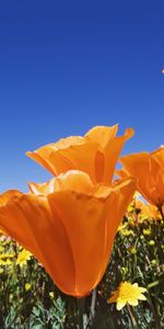 Plants,Flowers