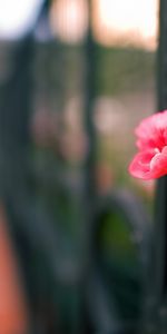 Plants,Flowers