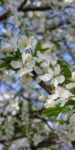 Plantes,Fleurs