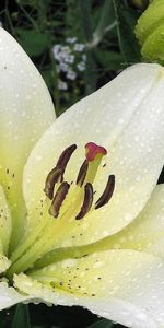 Plants,Flowers