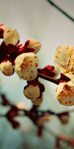 Plants,Flowers