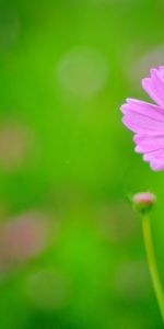 Plants,Flowers