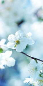 Plants,Flowers