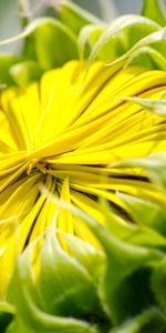 Plants,Flowers