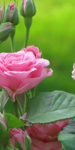 Plants,Flowers