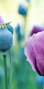 Plants,Flowers