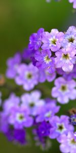 Plantas,Flores