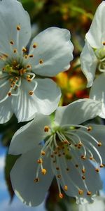 Plants,Flowers