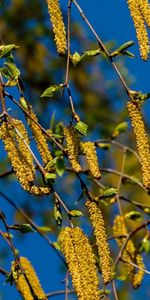 Plants,Flowers