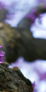 Plantas,Flores