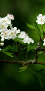 Plants,Flowers