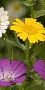 Plants,Flowers