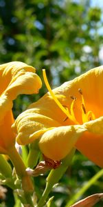 Plants,Flowers