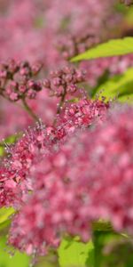 Plants,Flowers