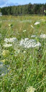 Plants,Flowers