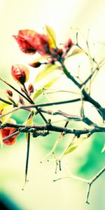 Plants,Flowers