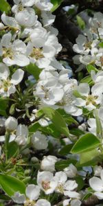 Plants,Flowers