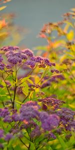 Plants,Flowers